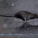A rat runs across a sidewalk in the snow in the Manhattan borough of New York City, New York, US, December 2, 2019.