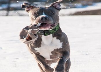 Image of pitbull terrier running in the snow.