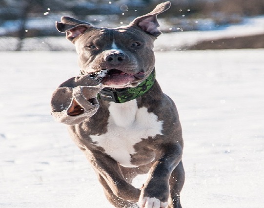 Image of pitbull terrier running in the snow.