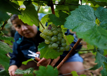 [File photo] A worker harvests grapes at the Domaine Pinson vineyard in Chablis, France, September 21, 2021.