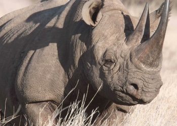 Africa's rhino population has been decimated over the decades to feed demand for rhino horn, which, despite being made of the same stuff as rhino hair and fingernails, is prized in East Asia as a supposed medicine and as jewellery.