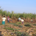Workers harvest sugarcane in a field.