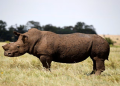 File Image: A black rhino is seen after it was dehorned in an effort to deter the poaching of one of the world's endangered species, at a farm outside Klerksdorp, in the North West on February 24, 2016.