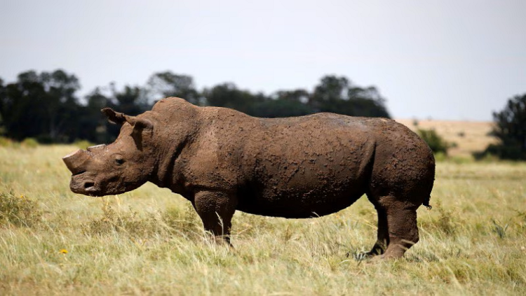 File Image: A black rhino is seen after it was dehorned in an effort to deter the poaching of one of the world's endangered species, at a farm outside Klerksdorp, in the North West on February 24, 2016.