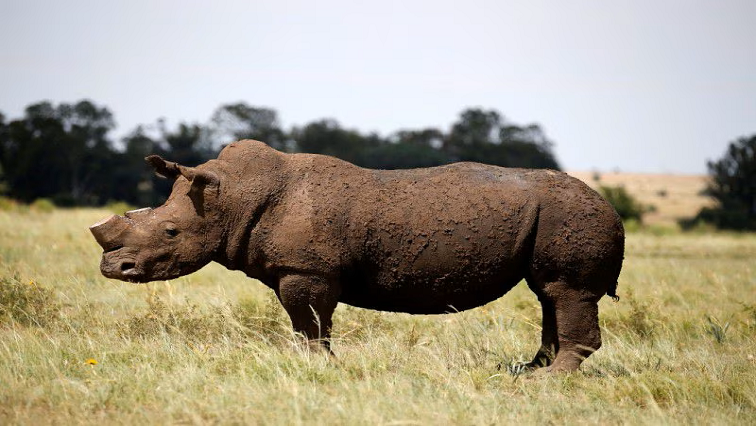 Dehorning is used to deter rhino poaching