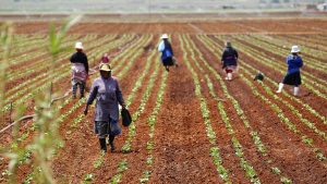 Farm workers in the Free State