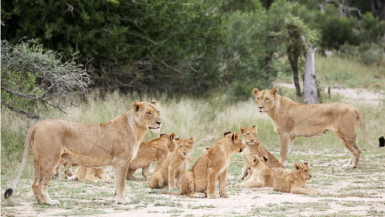 Four PAWS SA calls on government to end intense breeding of lions
