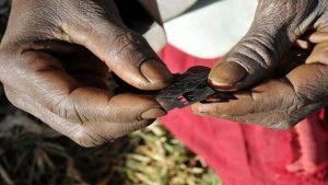 Traditional circumciser holds razor blades to perform female genital mutilation