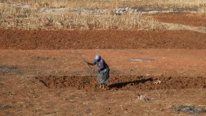 A woman working her land
