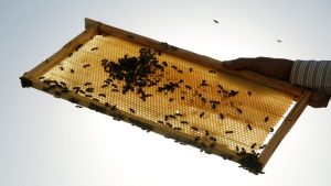 Beekeeping hive frame